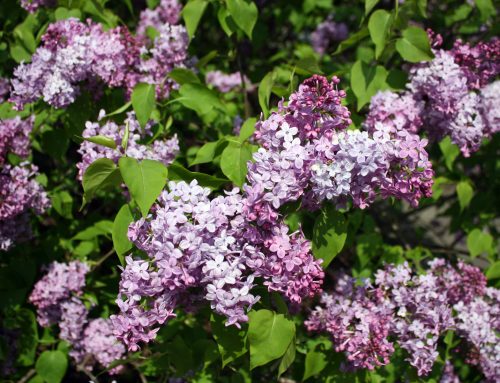 05/ 2026 Picnic on Lilac Sunday at Arnold Arboretum